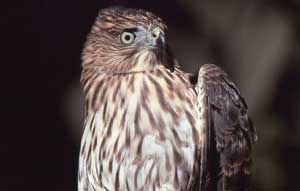 Coopers hawk